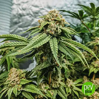 Headband XXL Auto - Spain Bulk Seeds