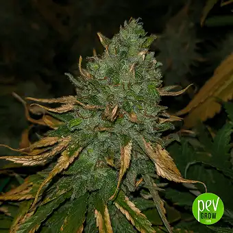 Super Lemon Haze - Spain Bulk Seeds