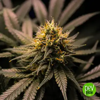 Cheese Auto - Spain Bulk Seeds