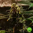 Auto Amnesia - Spain Bulk Seeds 1 Auto Amnesia - Spain Bulk Seeds 1