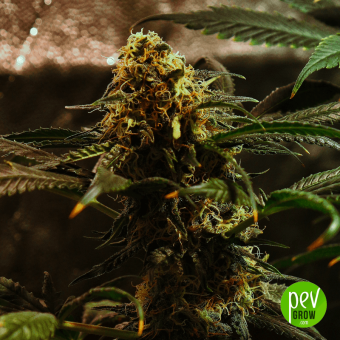 Amnesia Auto