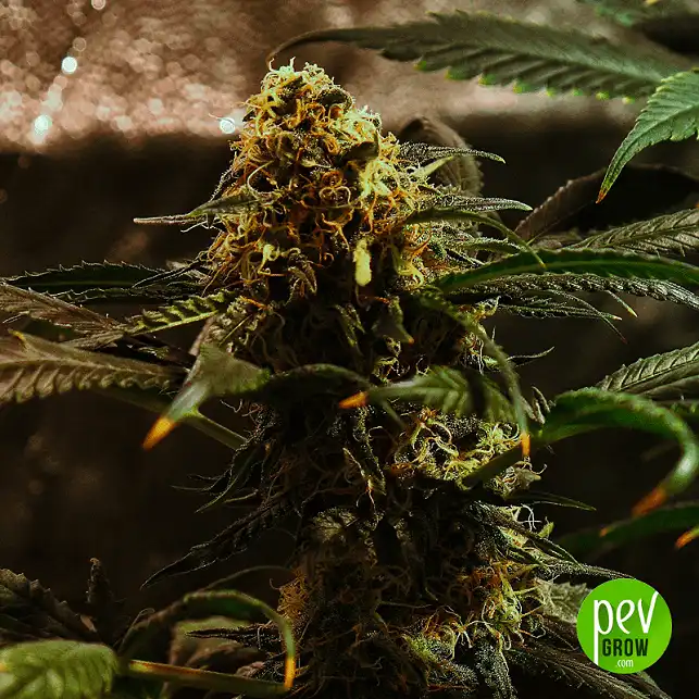 Auto Amnesia - Spain Bulk Seeds 1