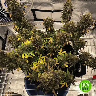 Northern Lights x Northern Lights - Spain Bulk Seeds 1
