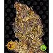 Runtz Auto - Barneys Farm