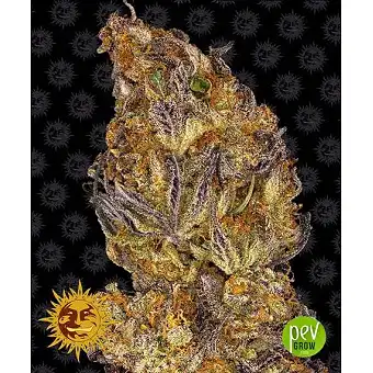 Runtz Auto - Barneys Farm