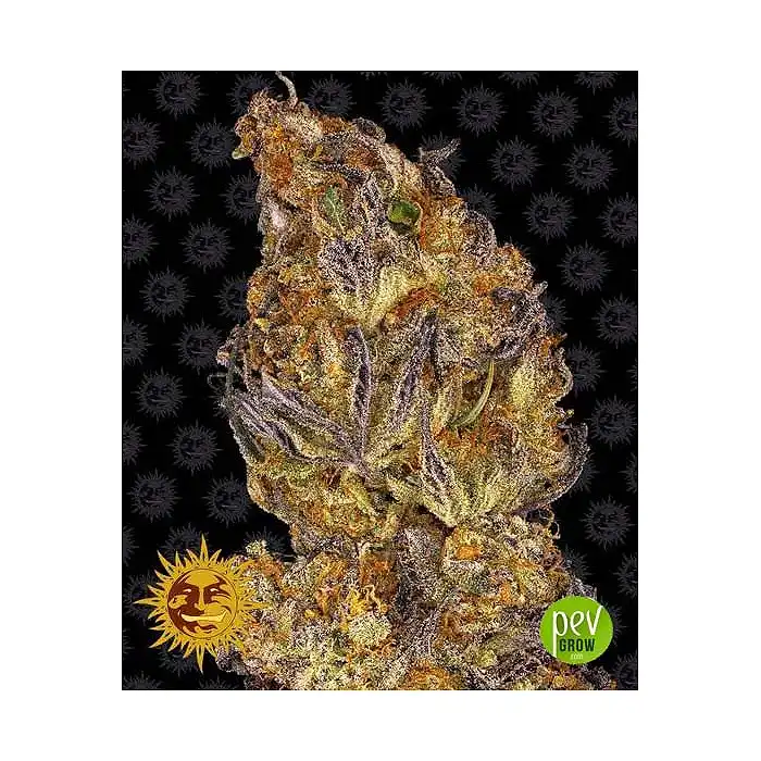 Runtz Auto - Barneys Farm