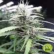 Nueva Caledonia Regular - Ace Seeds 1