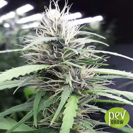 Nueva Caledonia Regulär - Ace Seeds 1