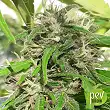 Nueva Caledonia Regular - Ace Seeds