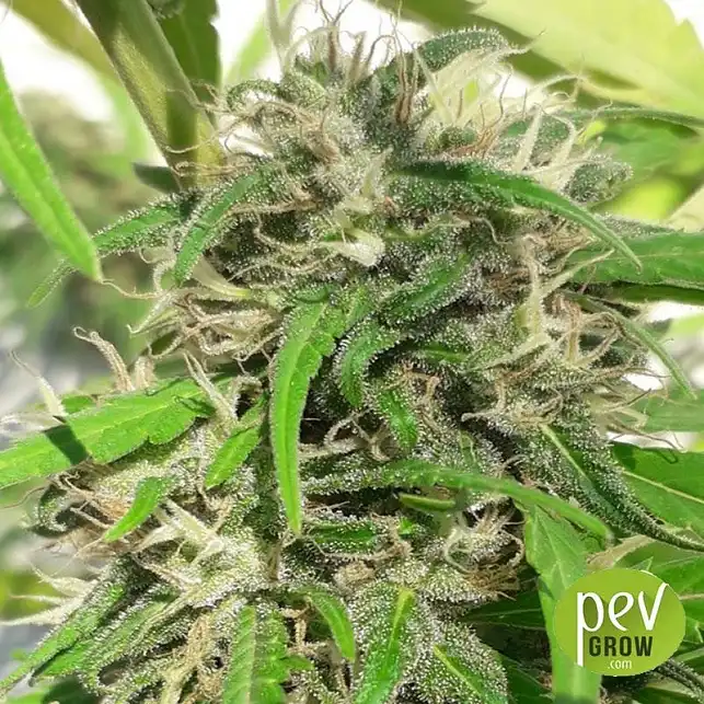 Nueva Caledonia Regular - Ace Seeds