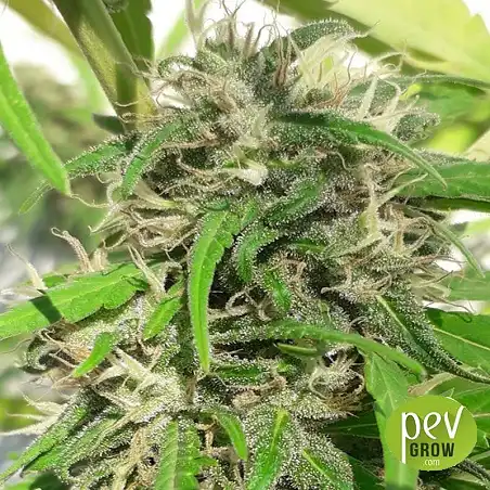 Nueva Caledonia Regulär - Ace Seeds