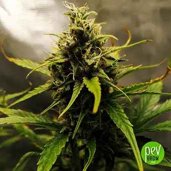 Power Plant XXL Auto - Spain Bulk Seeds