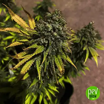 Papaya - Spain Bulk Seeds