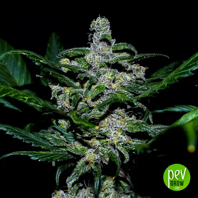 LSD Auto - Spain Bulk Seeds LSD Auto - Spain Bulk Seeds