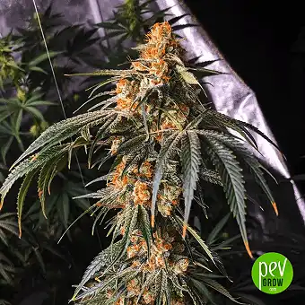 Ghost Og - Spain Bulk Seeds