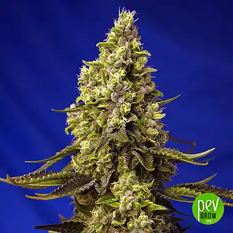 Runtz XL Auto® - Sweet Seeds