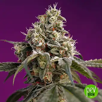 Bruce Banner Auto® - Sweet Seeds