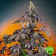 Red Gorilla Girl XL Auto® - Sweet Seeds