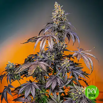 Red Gorilla Girl XL Auto® - Sweet Seeds