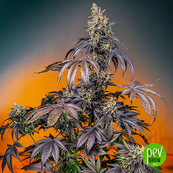 Red Gorilla Girl XL Auto® - Sweet Seeds