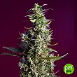 Sweet Cherry Pie® - Sweet Seeds