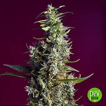 Sweet Cherry Pie® - Sweet Seeds