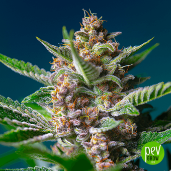 Purple Punch OG®