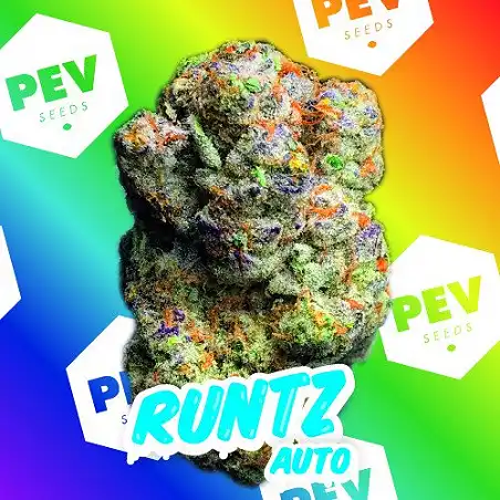 Runtz Auto - PEV Seeds