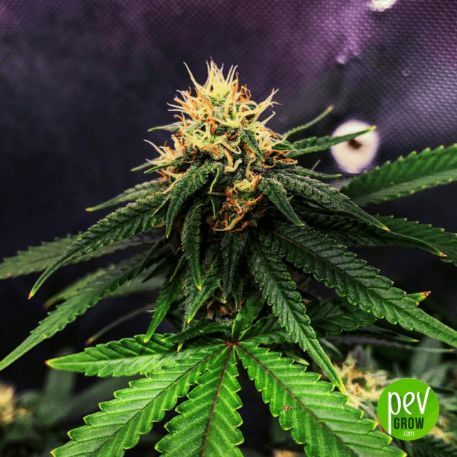 Pineapple X - Phat Panda