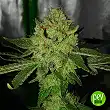 Mimosa Lemon Auto - Expert Seeds