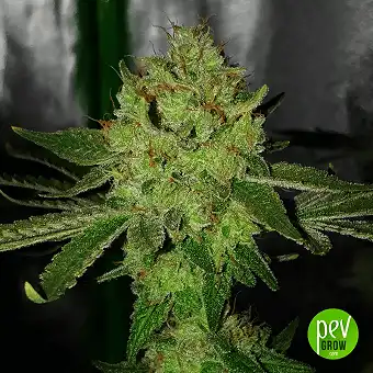 Mimosa Lemon Auto - Expert Seeds