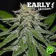 Critical Neville Haze Early Version - Delicious Seeds
