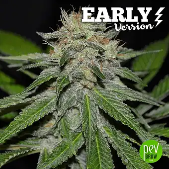 Critical Neville Haze Early Version - Delicious Seeds