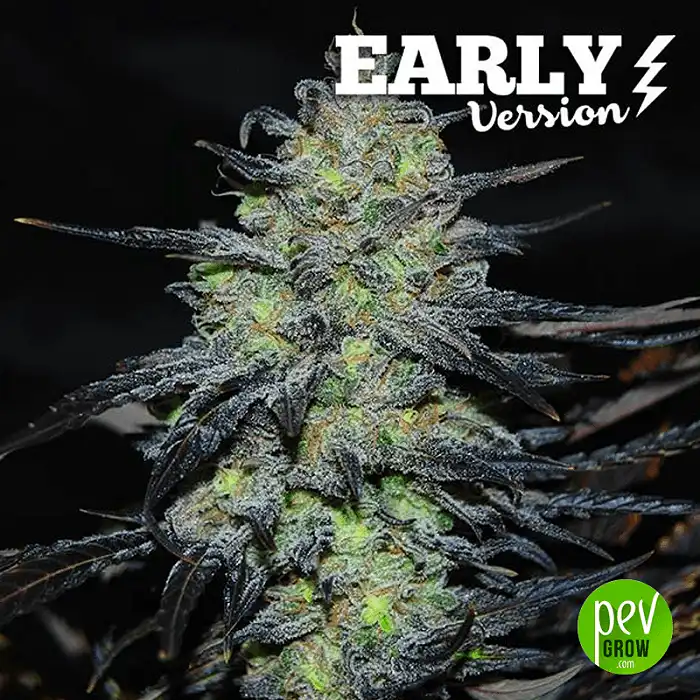 Golosa Early Version - Delicious Seeds