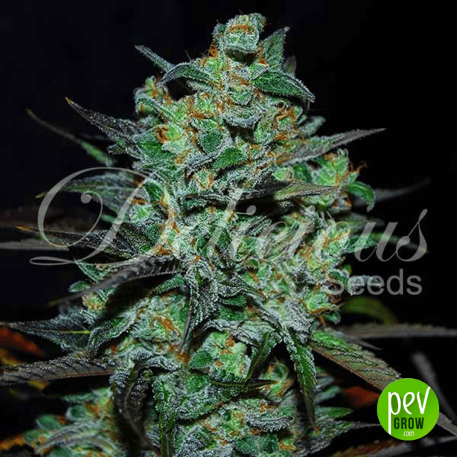 Northern Light Blue THC Free - Delicious Seeds