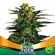 Green Tiger Fast Version - BSF Seeds Green Tiger Fast Version - BSF Seeds