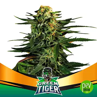 Green Tiger Fast Version - BSF Seeds