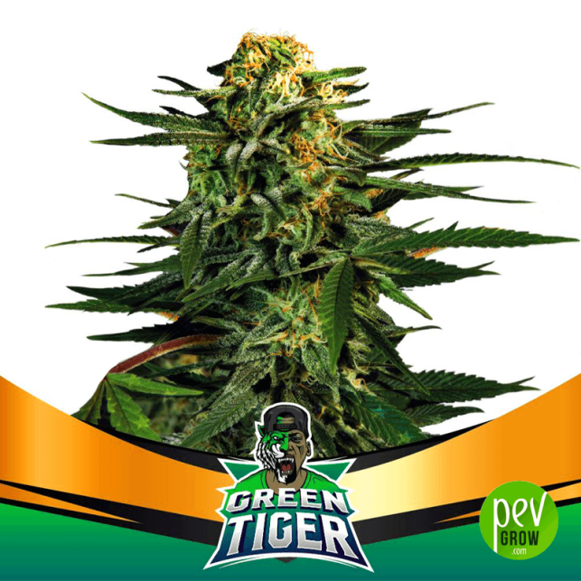 Green Tiger Fast Version - BSF Seeds