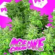 Ice Cream Cake - PEV Seeds