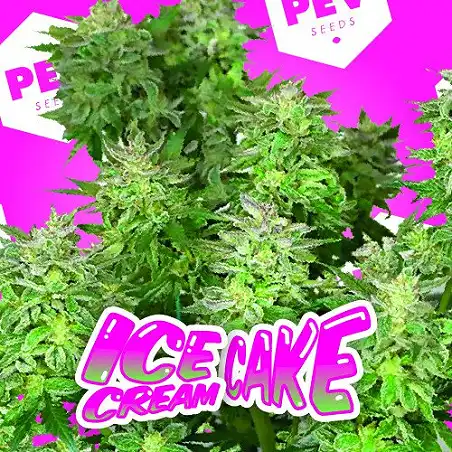 Ice Cream Cake - PEV Seeds