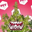 Critical Widow - PEV Seeds