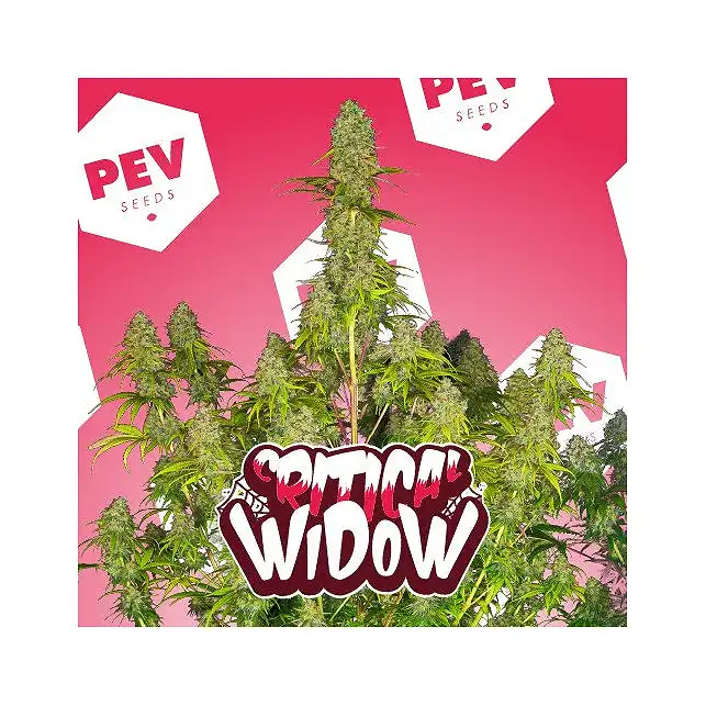 Critical Widow - PEV Seeds