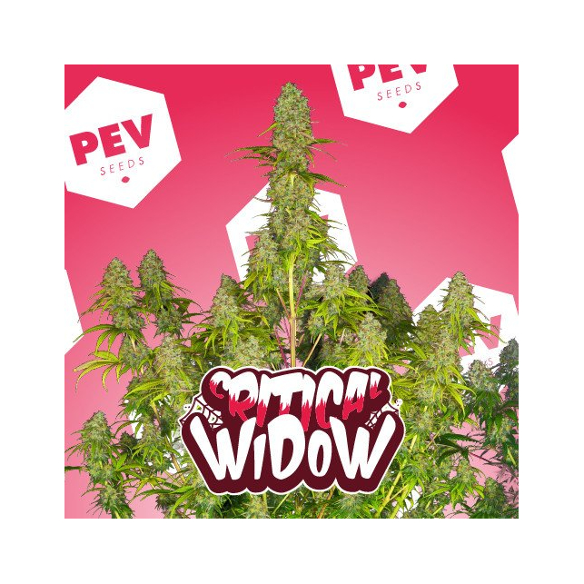 Critical Widow - PEV Seeds 1