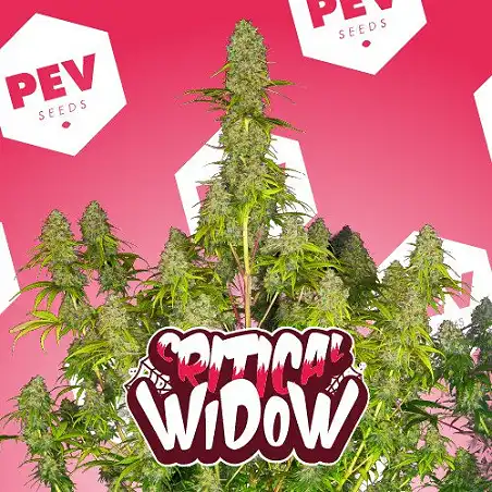 Critical Widow - PEV Seeds