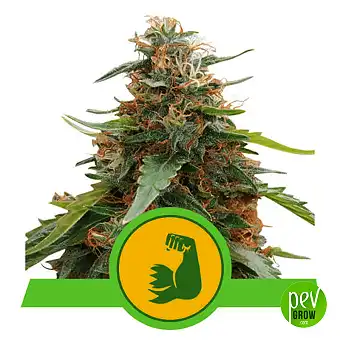 HulkBerry Automatic - Royal Queen Seeds