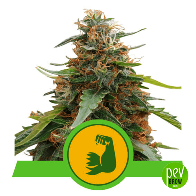 https://pevgrow.com/30978-large_default/seeds-royal-queen-seeds-hulkBerry-automatic.jpg