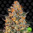 Bubba Kush - Barneys Farm