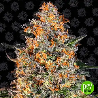 Bubba Kush - Barneys Farm