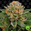 Skywalker OG Auto - Barneys Farm 1
