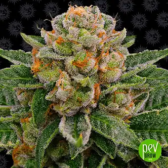 Skywalker OG Auto - Barneys Farm 1